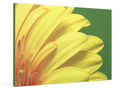 Canvas Prints Online